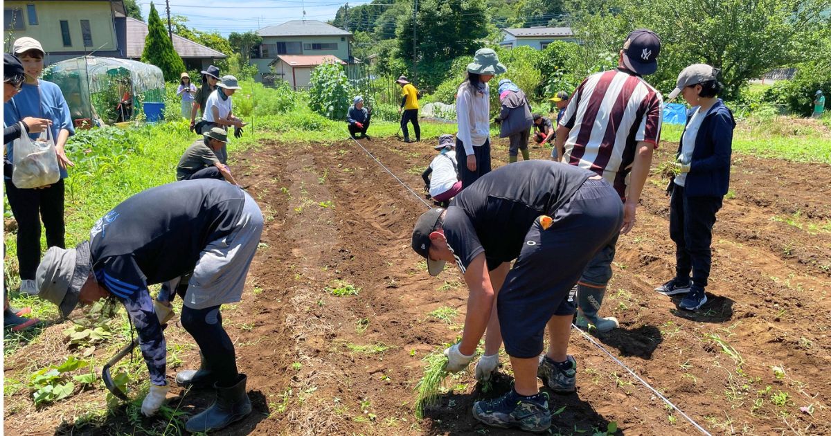 大豆畑で食育活動に参加する様子