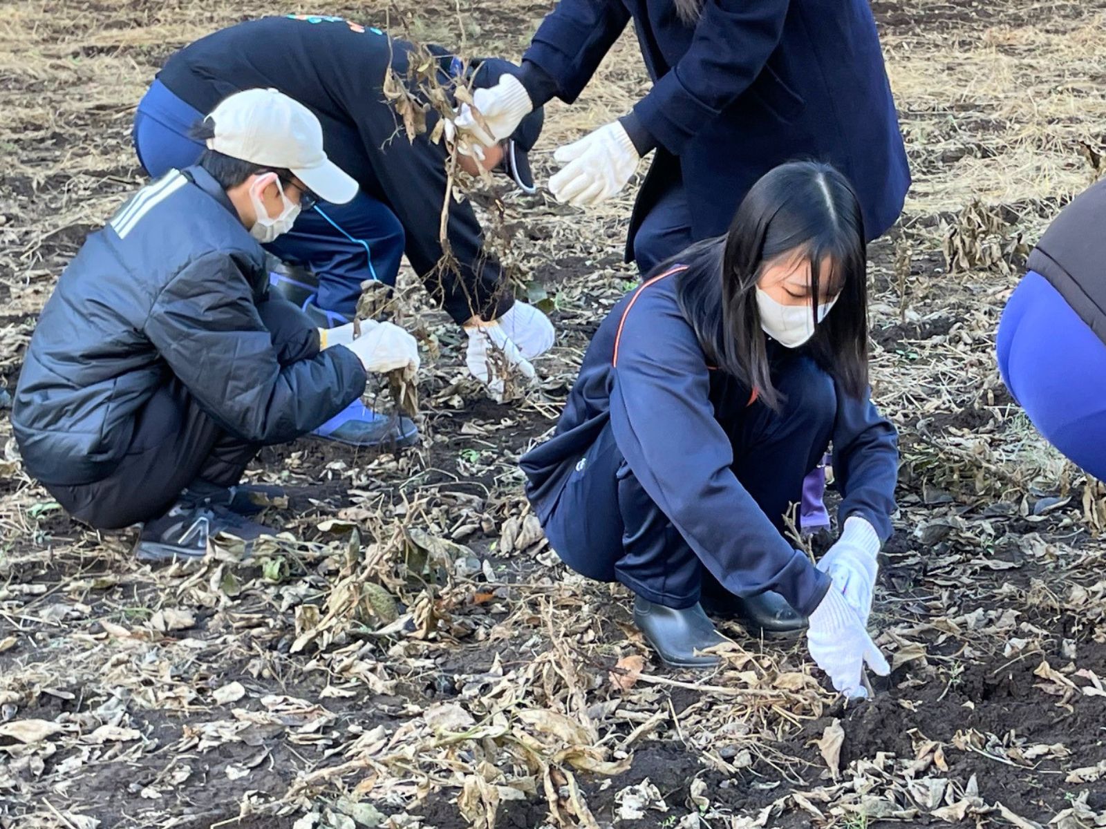 完熟した大豆を収穫する様子